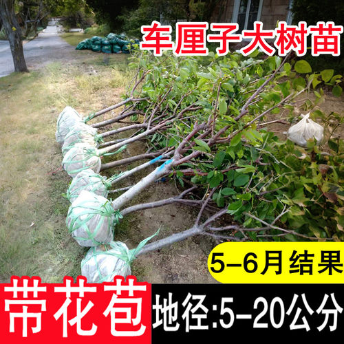 特大车厘子树苗樱桃南北方种植当年结果果树果苗盆栽嫁接庭院四季 - 图3