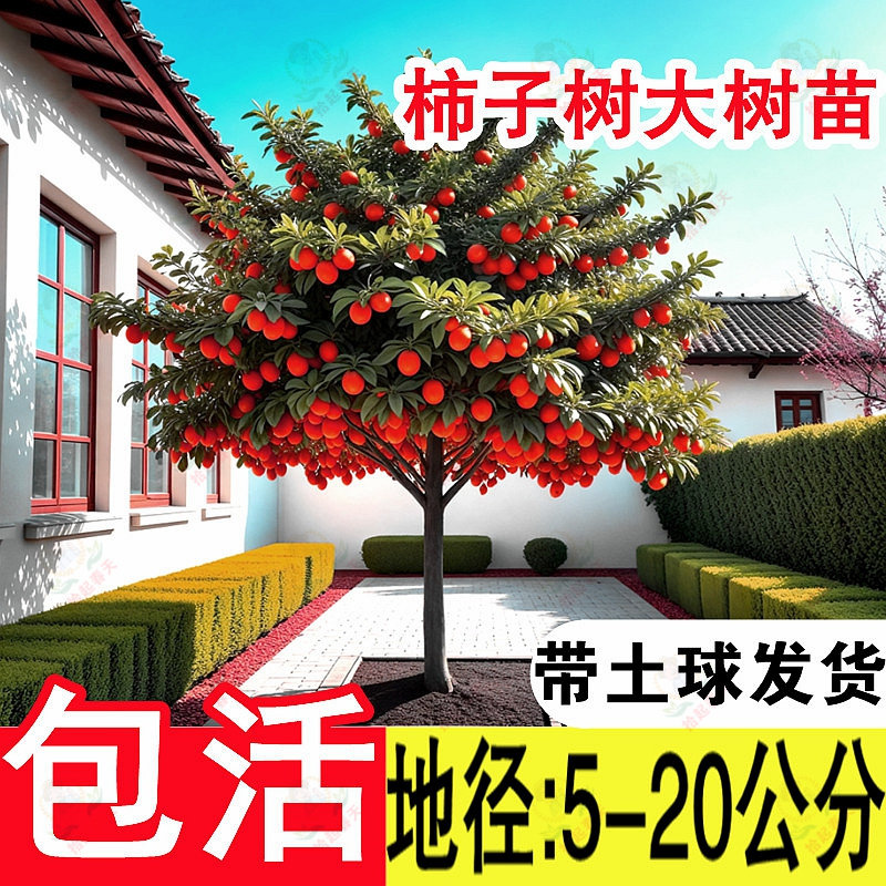 特大脆甜火晶柿子树红皮果树果苗嫁接树南方北方种植盆栽地栽庭院,淘宝优惠券,粉丝福利购,淘宝优惠卷