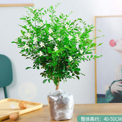 九里香精品开老桩树苗水培花卉盆栽绿植七里香室内植物千里香四季 - 图0