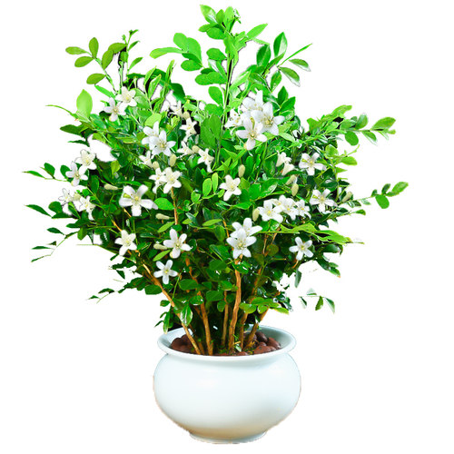 九里香精品开老桩树苗水培花卉盆栽绿植七里香室内植物千里香四季 - 图1