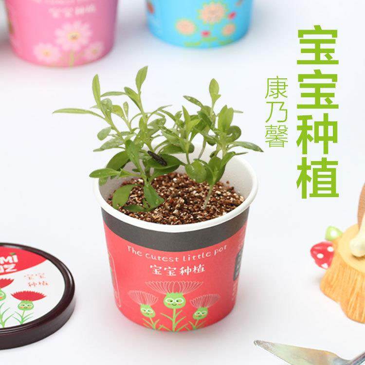 爆款桌面小盆栽DIY创意植物办公摆件防辐射宝宝种植迷你鲜花康乃,淘宝优惠券,粉丝福利购,淘宝优惠卷