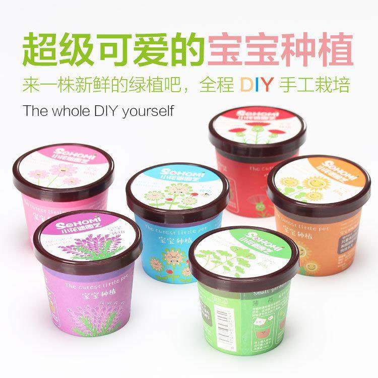 爆款桌面小盆栽DIY创意植物办公摆件防辐射宝宝种植迷你鲜花康乃,淘宝优惠券,粉丝福利购,淘宝优惠卷