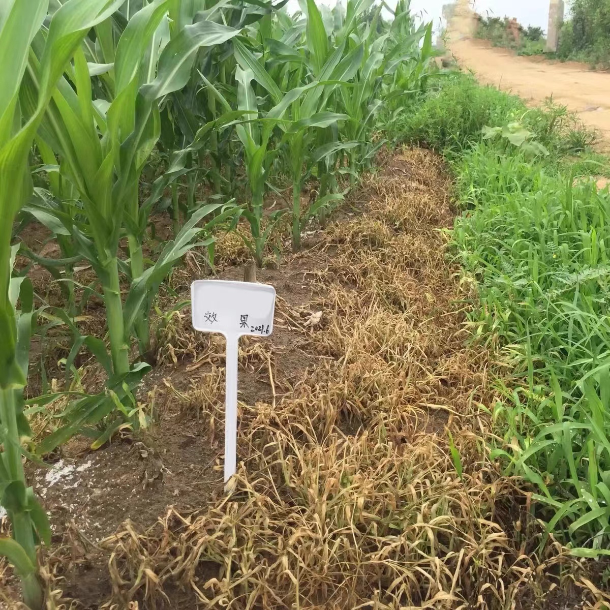 玉米田地苗后专用除草剂苞尊烟嘧磺隆三联袋除草烂根专用农药 - 图2