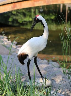 仿真动物模型鸟类羽毛标本摆件孔雀丹顶鹤/白鹭/朱鹮/猫头鹰/老鹰