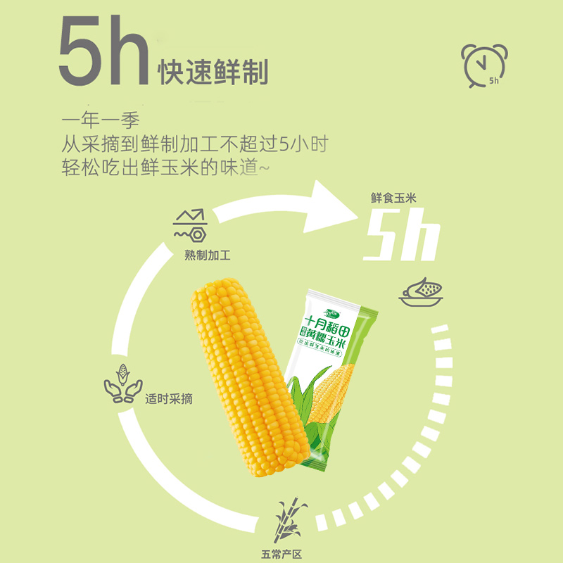 十月稻田鲜食黄糯玉米新鲜东北苞米大棒3根660g真空包装早餐官方-图0