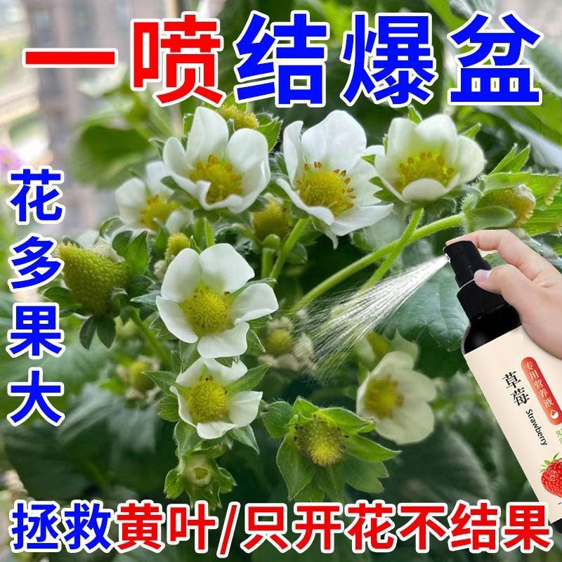 【增色增肥】草莓营养液肥料专用肥浓缩肥有机肥料草莓增产生根壮 - 图1