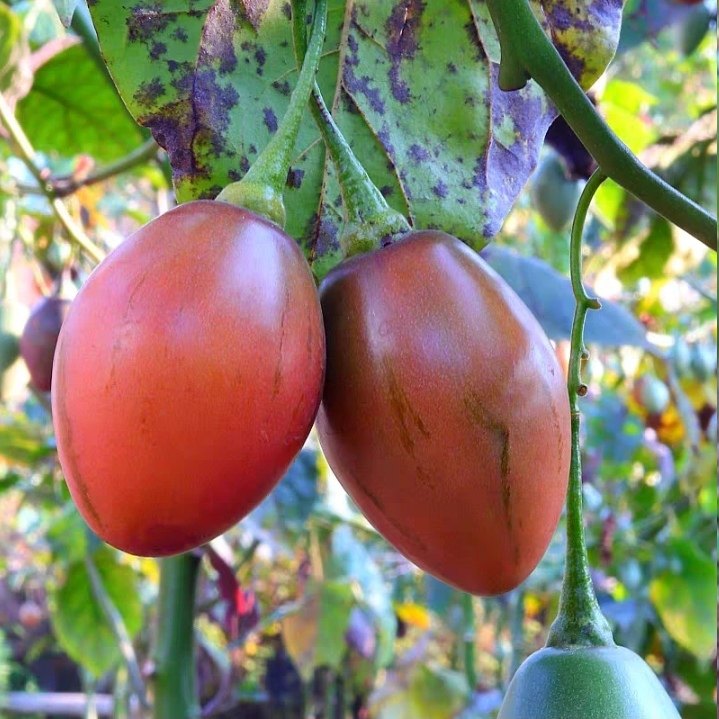 云南特产新鲜树番茄洋酸茄云南特产鸡蛋果,淘宝优惠券,粉丝福利购,淘宝优惠卷