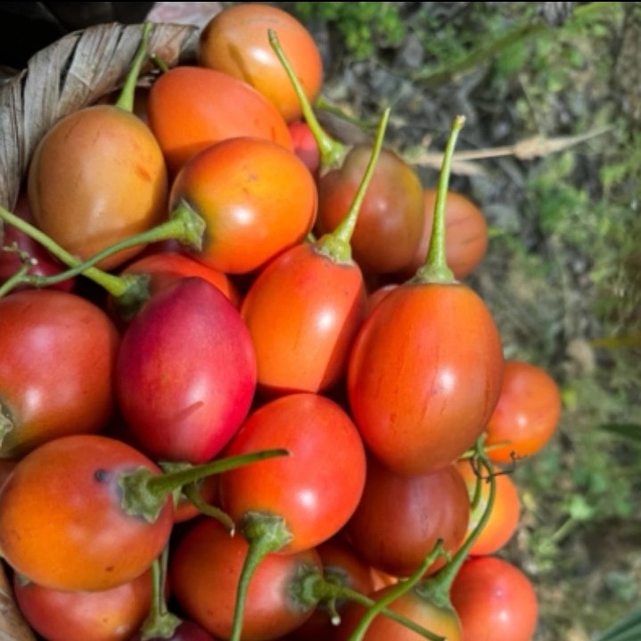 云南特产新鲜树番茄洋酸茄云南特产鸡蛋果,淘宝优惠券,粉丝福利购,淘宝优惠卷