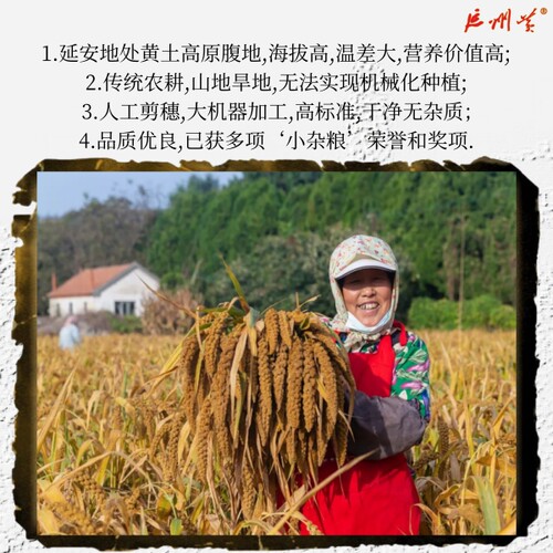 陕北小米黄小米新米陕西特产延安小米杂粮小米粥小黄米粮食油小米 - 图0