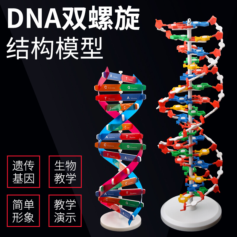 。DNA双螺旋结构模型大号高中分子结构模型60cmJ33306脱氧核苷酸-图0