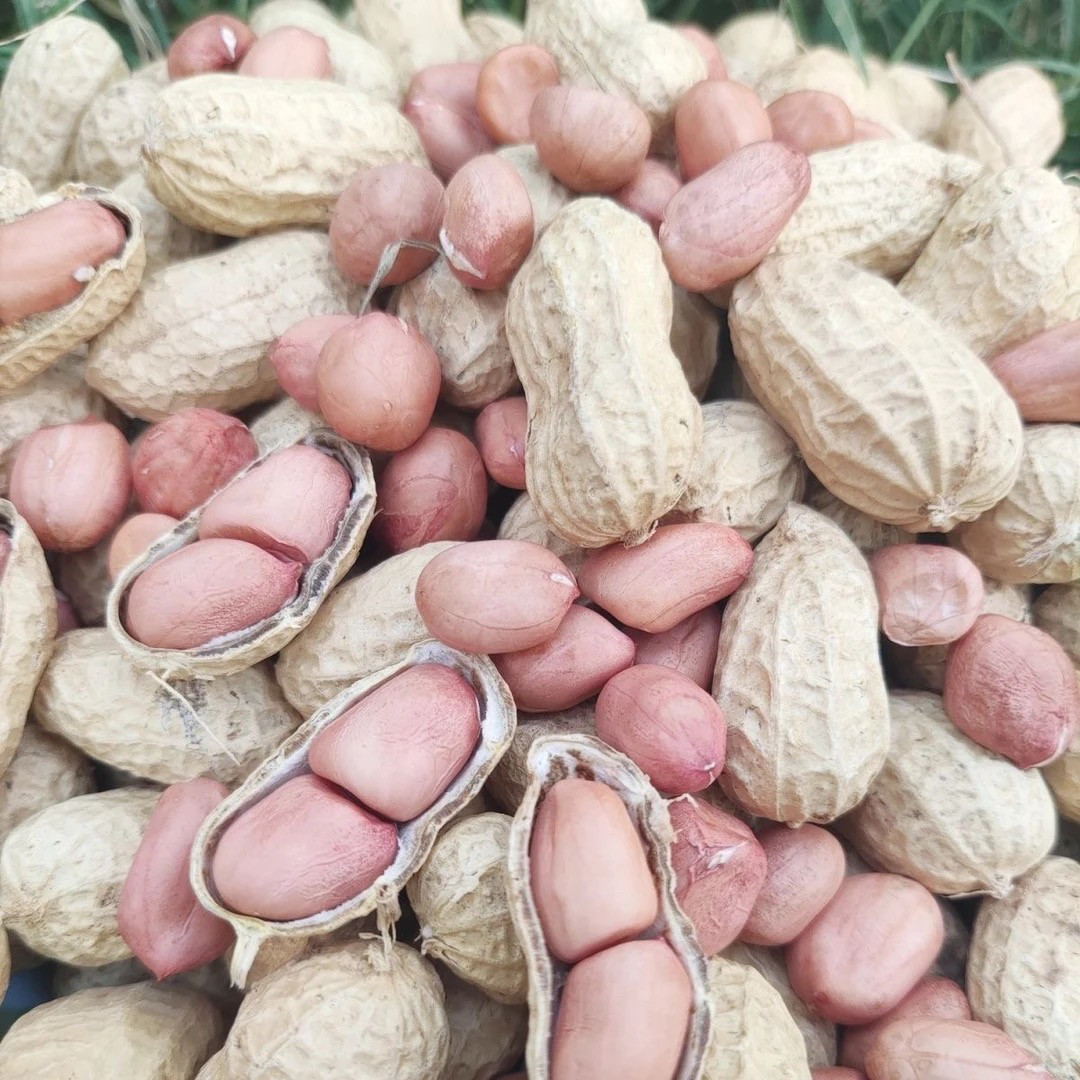 25年带壳生花生晒干5斤3斤原味新鲜种子级品质农家粉皮小粒白沙,淘宝优惠券,粉丝福利购,淘宝优惠卷