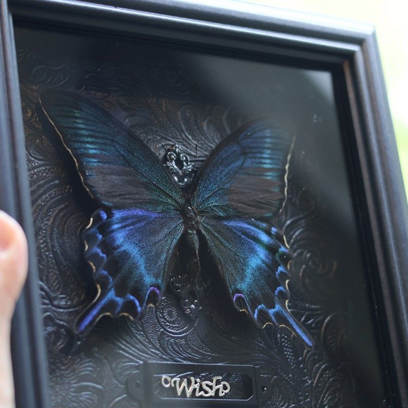 绿带翠凤蝶真蝴蝶标本展示画标本画成品摆件装饰画生日礼物挂框画 - 图3