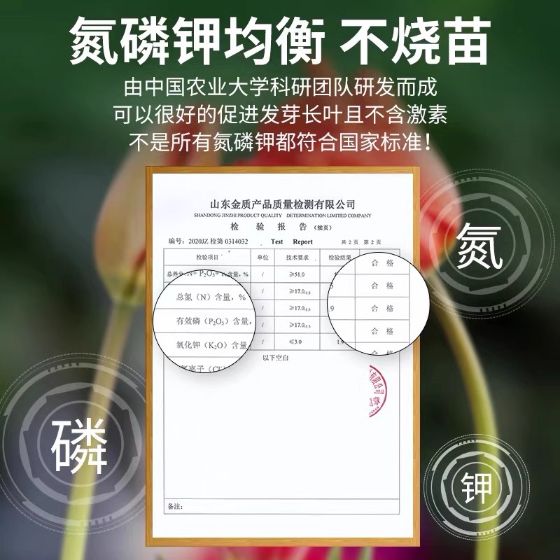 【巨好用】郁金香水培营养液专用种球发霉腐烂促发芽开花液体肥料 - 图2