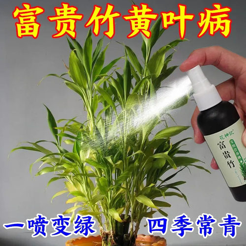 富贵竹专用营养液发财观音竹水培植物铜钱草绿通用盆栽养植营养液 - 图0