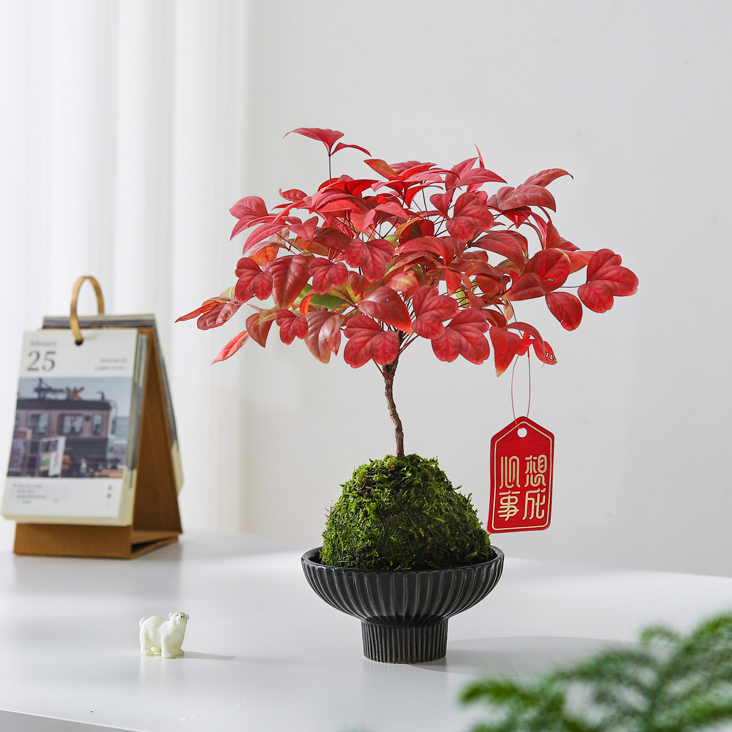 南天竹苔藓球盆栽客厅摆件桌面绿植净化空气四季好养植物花卉盆景,淘宝优惠券,粉丝福利购,淘宝优惠卷