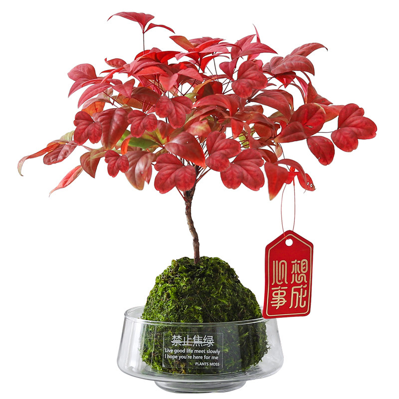 南天竹苔藓球盆栽客厅摆件桌面绿植净化空气四季好养植物花卉盆景,淘宝优惠券,粉丝福利购,淘宝优惠卷