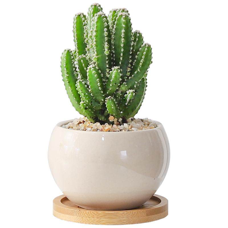 仙人掌多肉盆栽办公室工位植物客厅书房室内耐旱好养花卉桌面绿植,淘宝优惠券,粉丝福利购,淘宝优惠卷