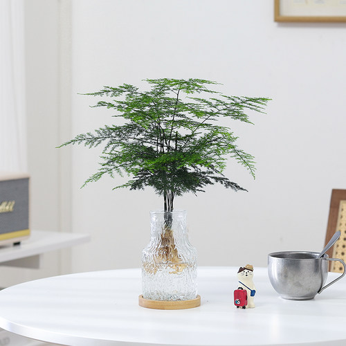 青苹果竹芋盆栽懒人水培植物办公室客厅室内桌面好养四季好养绿植 - 图2