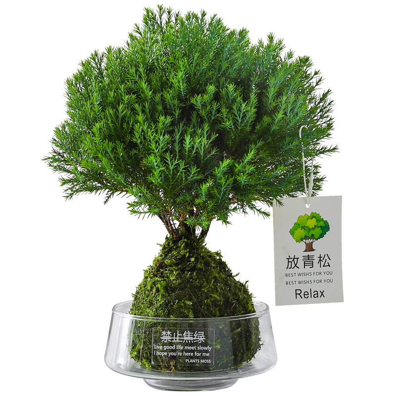 【放轻松】雾凇苔藓球盆栽室内客厅办公室桌面工位创意好养绿植,淘宝优惠券,粉丝福利购,淘宝优惠卷