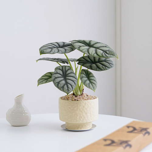 白犀牛海芋盆栽室内桌面绿植花卉盆景好养活净化空气四季常青植物 - 图0