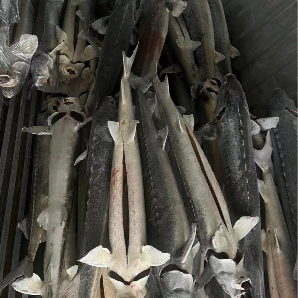 冷藏集装箱租赁移动冷库蔬菜水果肉类鱼虾保鲜冷冻库货柜冷链专用,淘宝优惠券,粉丝福利购,淘宝优惠卷