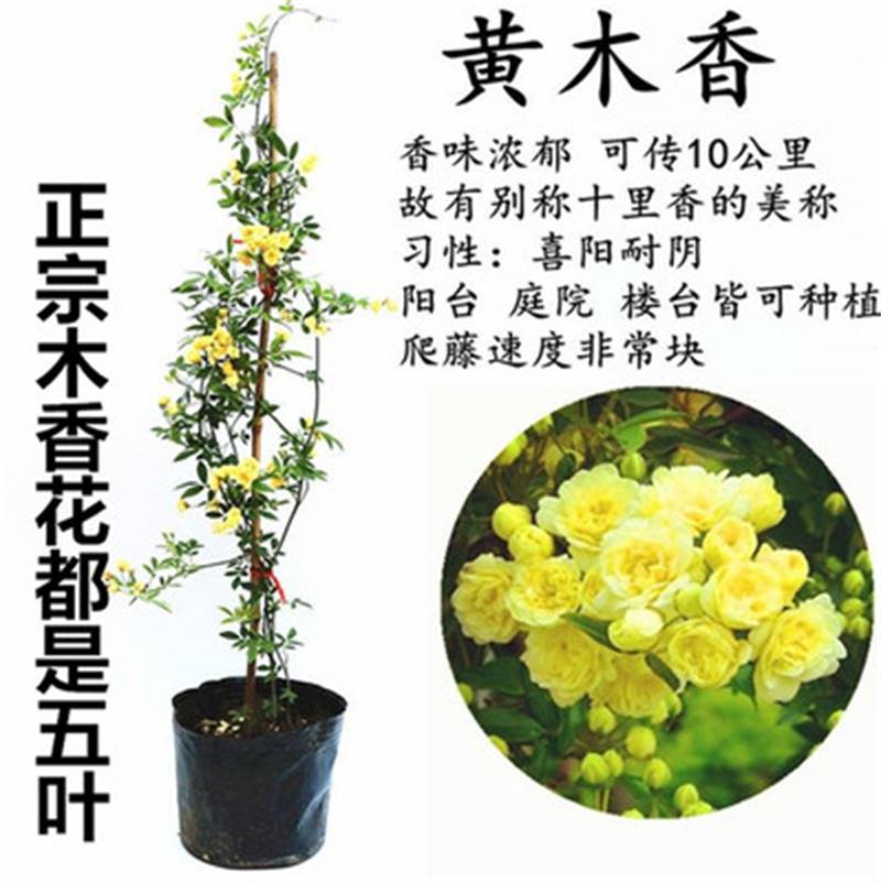 黄木香花苗爬藤植物庭院四季开花浓香木香花盆栽重瓣红白木香树苗 - 图3