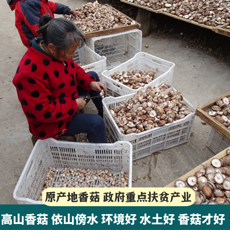 无根香菇干货500g农家特产精选肉厚小蘑菇新货可商用冬菇家用香菇 - 图0