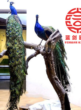 白孔雀标本孔雀羽毛客厅孔雀工艺品孔雀摆件动物标本孔雀扇饰品