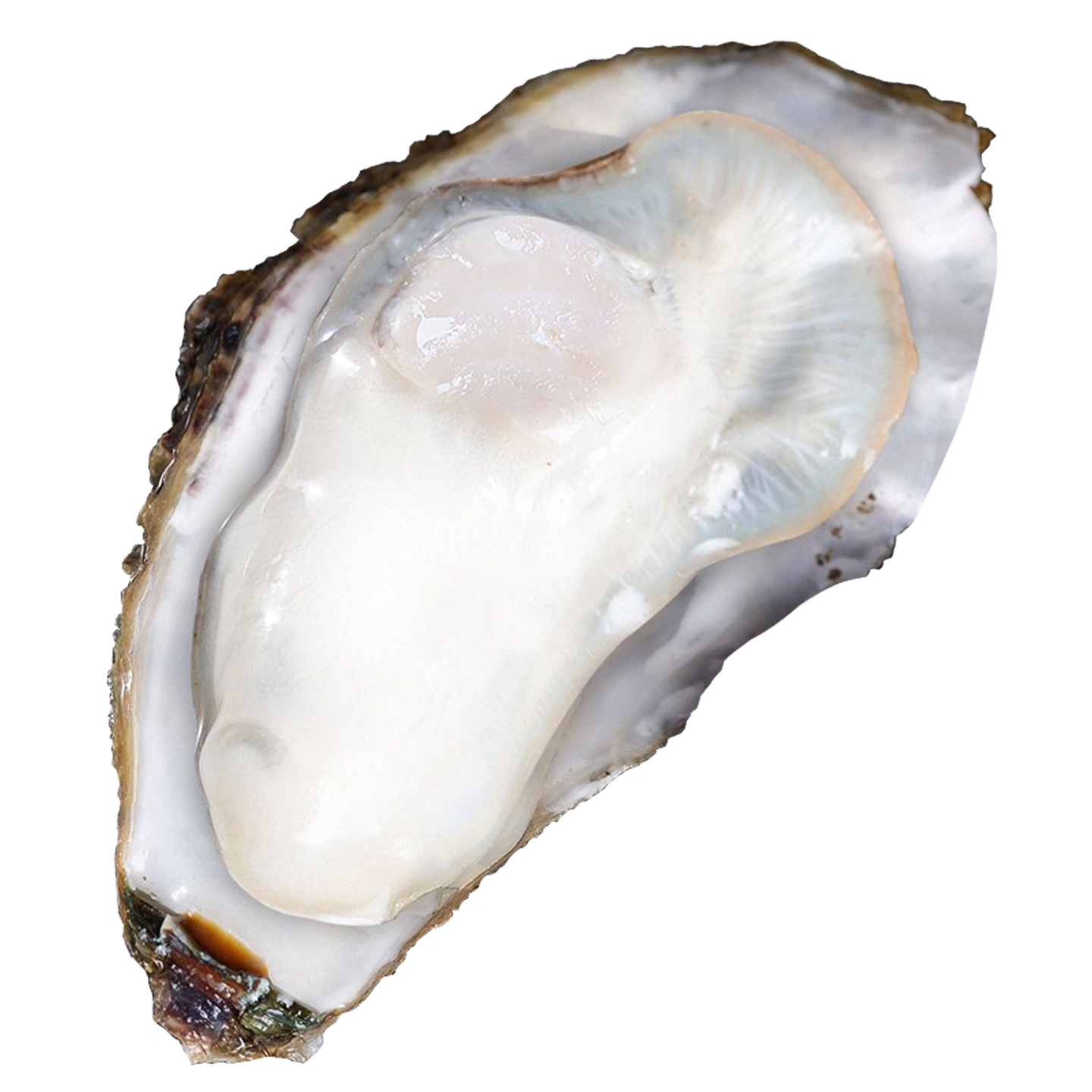 乳山生蚝鲜活特大牡蛎带壳海蛎子新鲜山东海鲜水产整箱10斤顺丰,淘宝优惠券,粉丝福利购,淘宝优惠卷