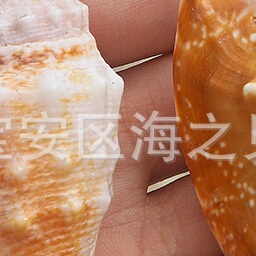 天然海螺贝壳黑口凤螺工艺家居装饰摆件创意收藏标本鱼缸造景