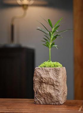 文竹海岛罗汉松微型盆栽茶桌面小绿植摆件拇指盆景超迷你装饰摆设