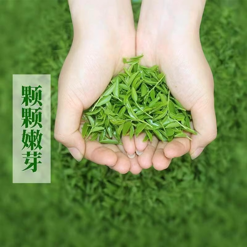 泰山野生酸枣芽茶酸枣叶茶山枣叶茶酸枣仁叶茶酸枣叶芽茶2025上新 - 图2