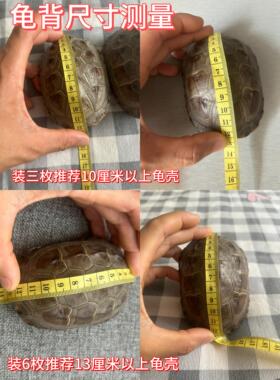 天然文玩真乌龟壳爻卦六爻文玩龟甲卜干隆通宝铜钱草龟壳富甲摆件