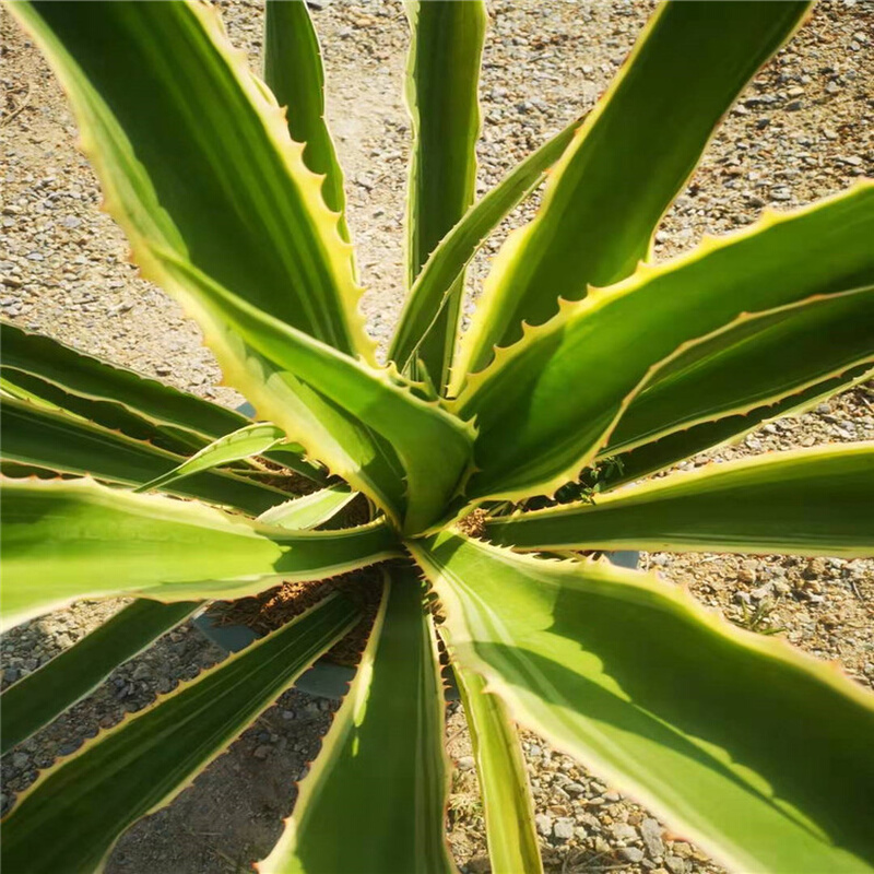 金边毛里求斯龙舌兰沙生植物大型庭院布景绿化仙人掌狐尾造景-图1