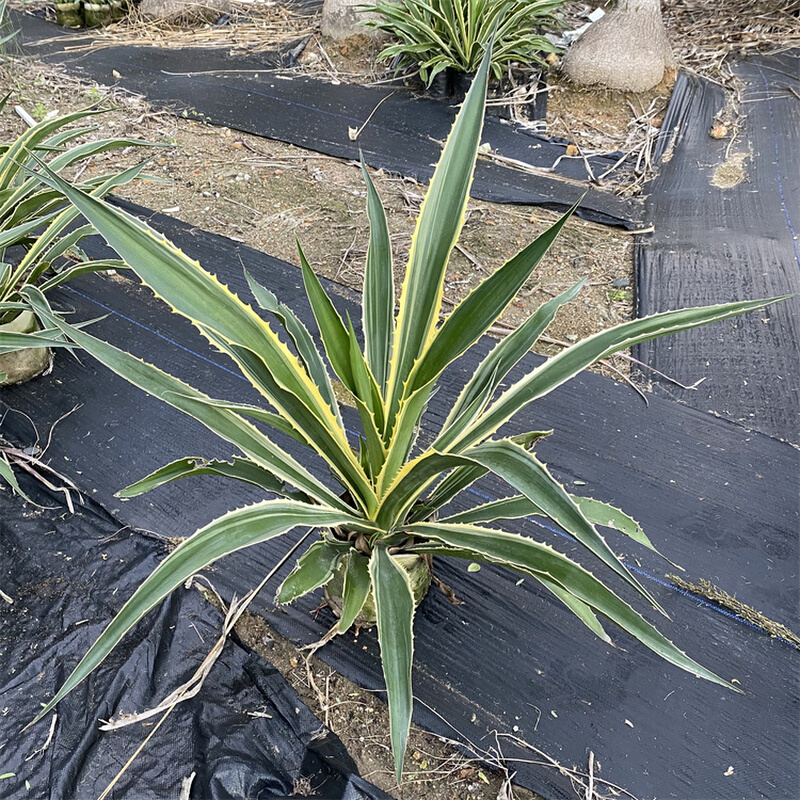 金边毛里求斯龙舌兰沙生植物大型庭院布景绿化仙人掌狐尾造景-图0