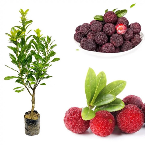 云南杨梅树树苗嫁接黑炭杨梅盆栽南方北方地栽果树苗当年结果特大 - 图2