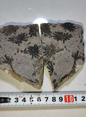 古生物化石植物客厅摆件二叠纪轮叶科普教学收藏标本天然原石奇石