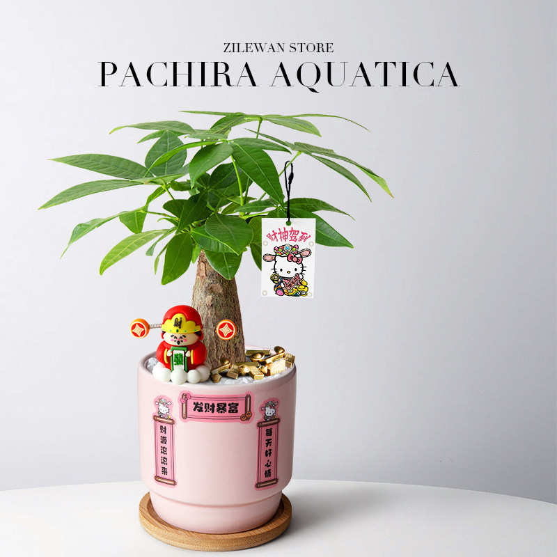 发财树小盆栽室内招财树植物摆件客厅办公室桌面绿植开业乔迁送礼,淘宝优惠券,粉丝福利购,淘宝优惠卷