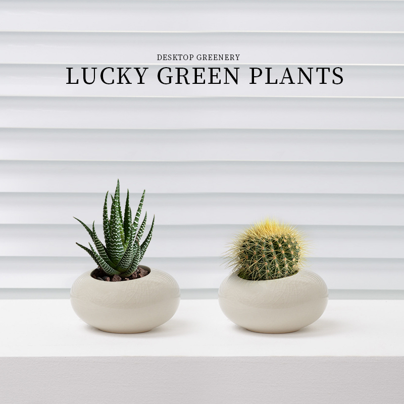 红太阳仙人球迷你小盆栽仙人掌玉露多肉植物办公室内桌面好养绿植 - 图0