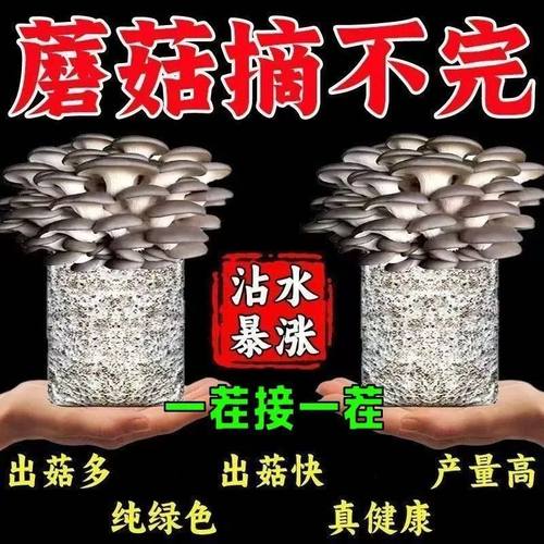 蘑菇种植包新鲜菌种菌菇黑平菇种植菌包食用菌菇棒家庭自种小盆栽 - 图1
