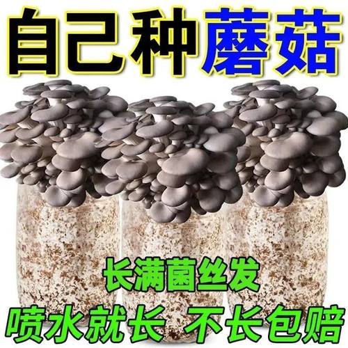 蘑菇种植包新鲜菌种菌菇黑平菇种植菌包食用菌菇棒家庭自种小盆栽 - 图0