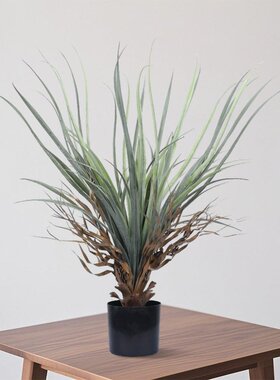 跨境细叶芒仿真植物龙舌兰盆栽室内外绿植造景沙生植物盆景