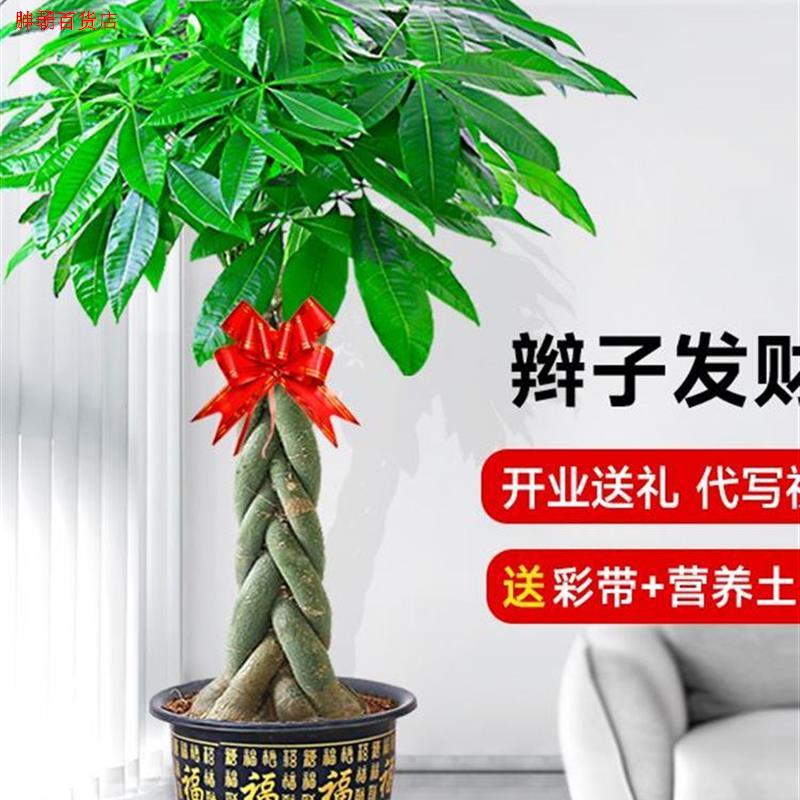 客厅旺财植物客厅放的大棵绿植室内大型真树盆栽好养大型招财花卉 - 图1