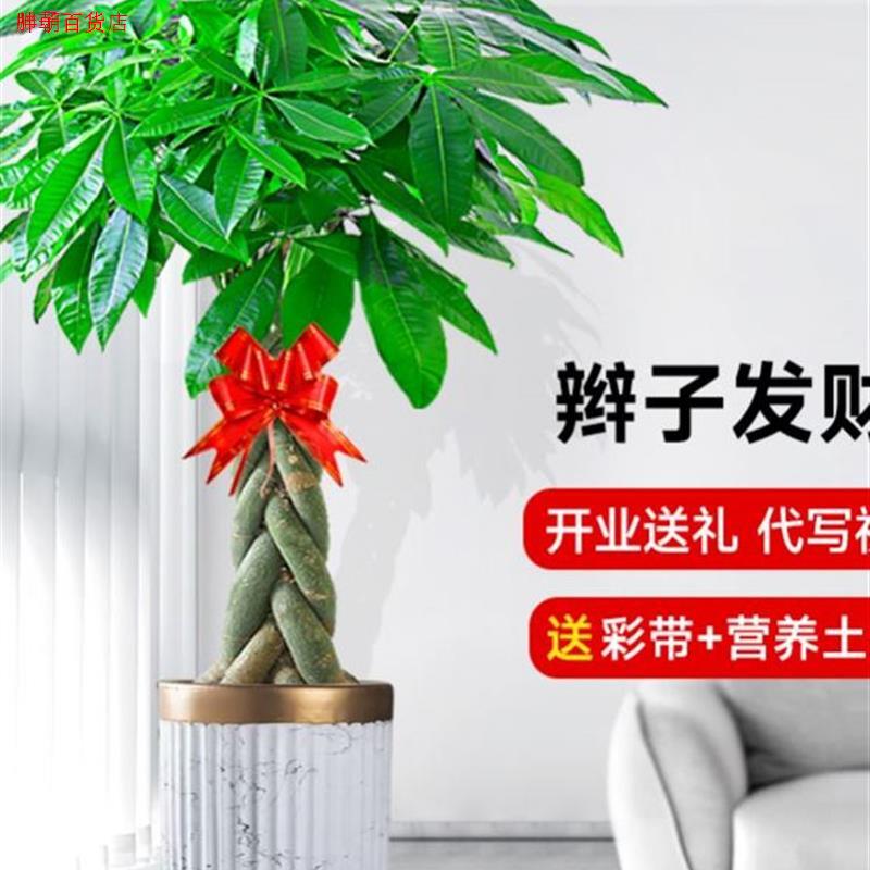 客厅旺财植物客厅放的大棵绿植室内大型真树盆栽好养大型招财花卉 - 图2