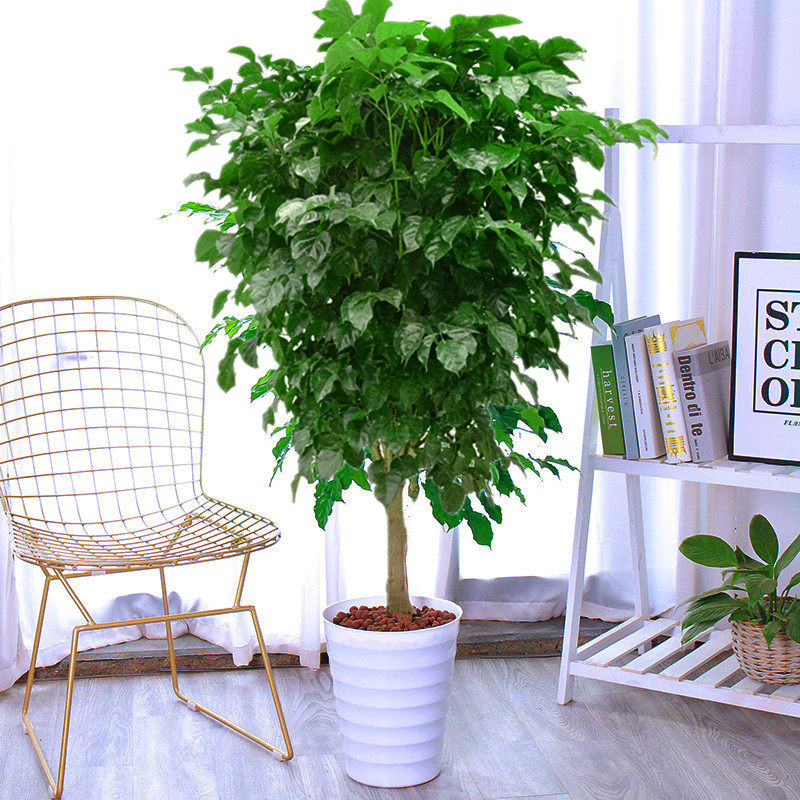 幸福树绿宝树大型网红盆栽四季绿植室内吸甲醛净化空气平安树植物,淘宝优惠券,粉丝福利购,淘宝优惠卷