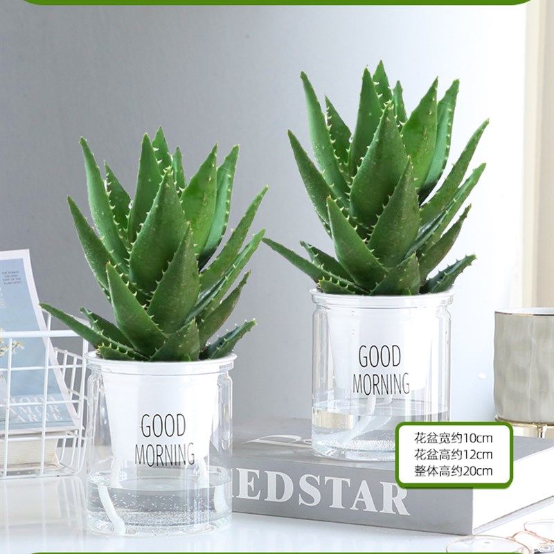 芦荟盆栽除甲醛净化空气办公桌可水培干净好养活多肉四季好养花卉,淘宝优惠券,粉丝福利购,淘宝优惠卷