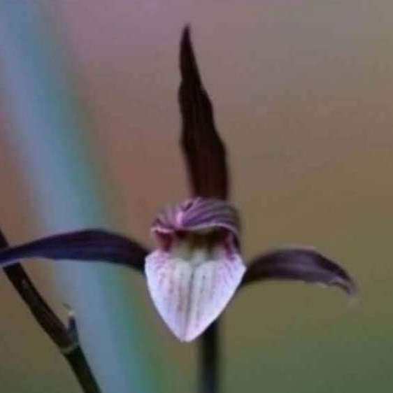 新品带花苞兰花苗精品花卉【大红大紫】当年开花浓香型盆栽植物 - 图2