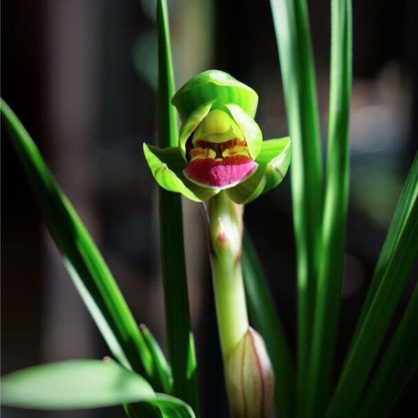 新品带花苞兰花苗精品花卉【大红大紫】当年开花浓香型盆栽植物 - 图3