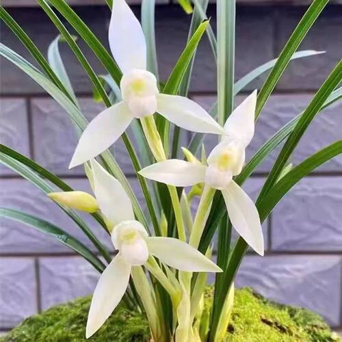 带花苞浓香型盆栽名品细叶寒兰【红尘梦】兰花苗室内室外花卉大全 - 图3