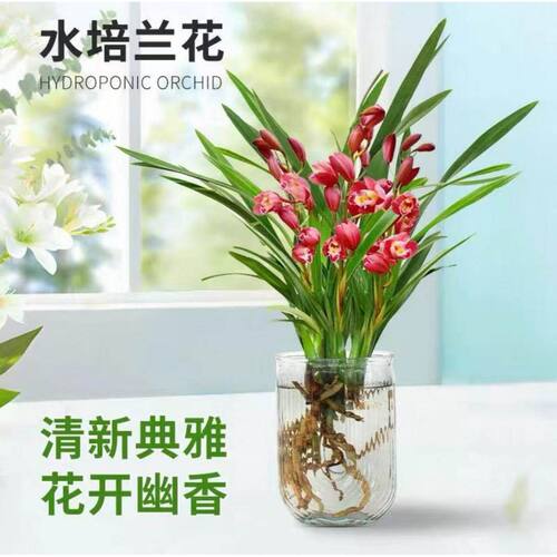 建兰浓香型兰花大花蕙兰四季兰【红花赤玉】室内常青花卉大全绿植 - 图2